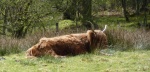 Hghland Cow, Scottish Highlands, animals in Scottland